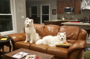 dogs on couch