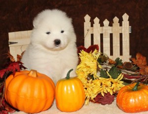 Fall Photos (1)