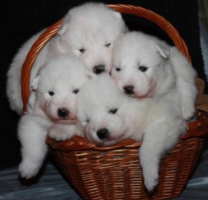 Jewels Pups 11 5wks (10)