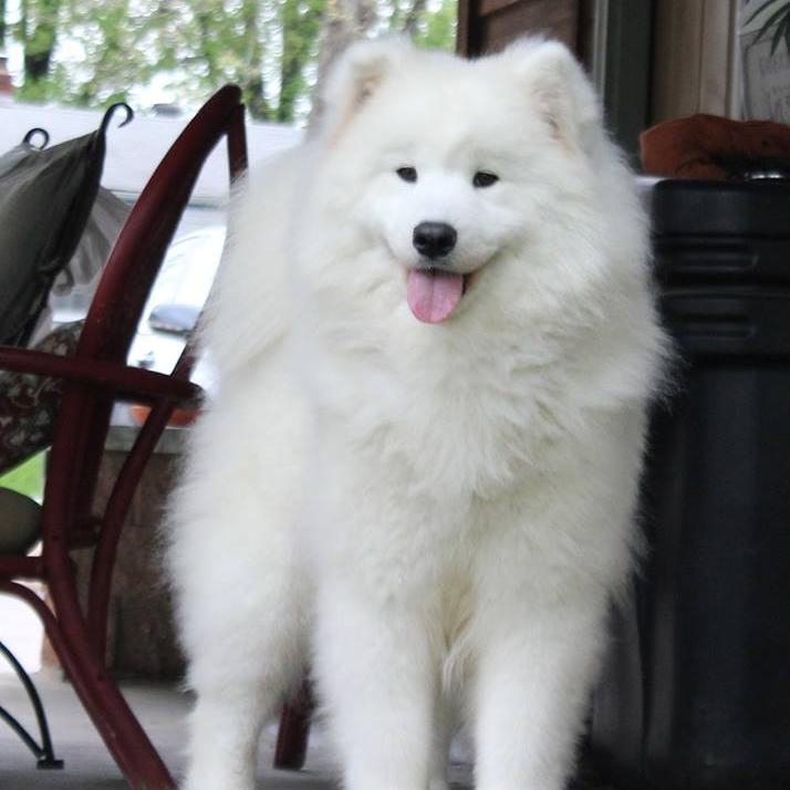 Samoyeds – Completing Your