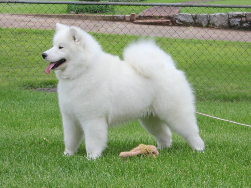About the Breed – SnoDen Samoyeds